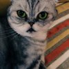 Avatar of anastasia_mip