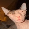 Avatar of SOSHHAa