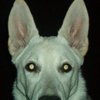 Avatar of m31odyr
