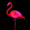 Avatar of Dead Flamingo