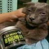 Avatar of Sniffeur