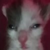 Avatar of Commie cat