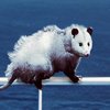 Avatar of Maritime Opossum
