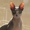 Avatar of Bald Cat