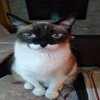 Avatar of Loopsoup