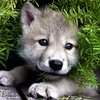Avatar of LunaAlphaWolf