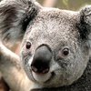 Avatar of shirzooa