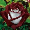 Avatar of Iwona.Nabit