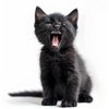 Avatar of MoonKnightKitty