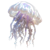 Avatar of suabaotu