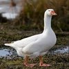 Avatar of Goose446645