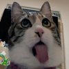 Avatar of Kitrinex