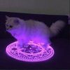 Avatar of Little Grey Cat