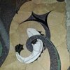 Avatar of taffyd1