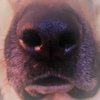 Avatar of PlagueDogAD