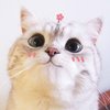 Avatar of huceshi9