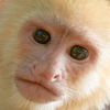 Avatar of matheogorilla
