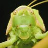 Avatar of katydid