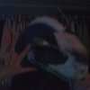 Avatar of Oreoplums