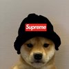 Avatar of Supreme Doge
