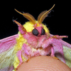 Avatar of SeveralMoths