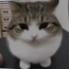 Avatar of realitytherobloxdev