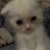 Avatar of Spoonalicous