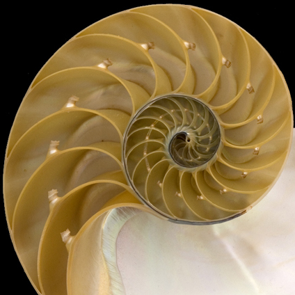 Fibonacci - Sketchfab