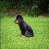 Avatar of chiensouriantfr
