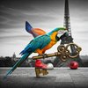 Avatar of ObscureBirds
