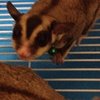 Avatar of KikoQAQ