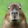 Avatar of CapybaraMan