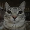 Avatar of Kit