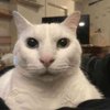 Avatar of yatto
