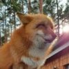 Avatar of FoxyEinstein