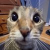 Avatar of catpt