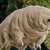 Avatar of tardigrade