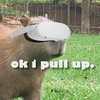 Avatar of capybara