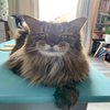 Avatar of cllaffoley