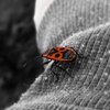 Avatar of artem_red.bug