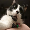 Avatar of pwdb