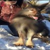 Avatar of Average Bulgarian