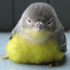 Avatar of NeoZeroo