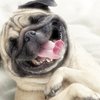 Avatar of Some-Pug