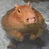Avatar of hello_gimme_assets