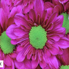 Avatar of torantobulkflowers