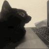Avatar of NotNvS
