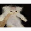 Avatar of Merukitty