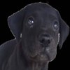 Avatar of lulu the black dog
