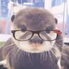 Avatar of ottercat